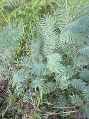 Acacia dealbata