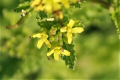 Erucastrum austroafricanum