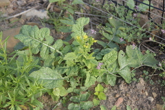 Erucastrum austroafricanum