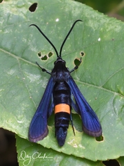 Synanthedon exitiosa