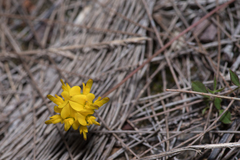 Listia bainesii