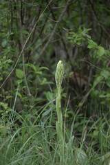 Himantoglossum hircinum