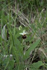 Ophrys fuciflora