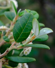 Spyridium globulosum