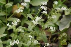Myosotis sylvatica