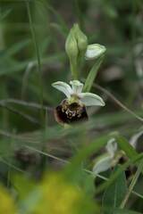 Ophrys fuciflora