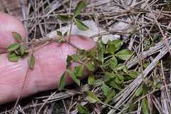 Listia bainesii