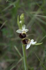 Ophrys fuciflora