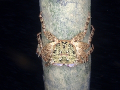 Metopograpsus