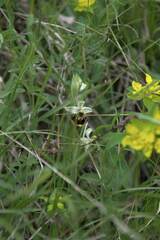 Ophrys fuciflora