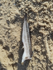 Plotosus lineatus