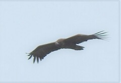 Aegypius monachus