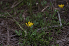 Listia bainesii
