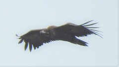 Aegypius monachus