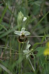 Ophrys fuciflora
