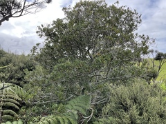 Beilschmiedia tarairi