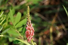 Indigofera hendecaphylla
