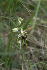 Ophrys fuciflora