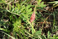 Indigofera hendecaphylla