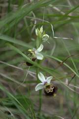 Ophrys fuciflora