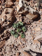 Pelargonium alchemilloides