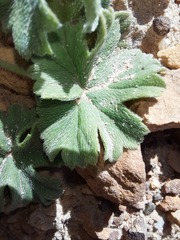Pelargonium alchemilloides