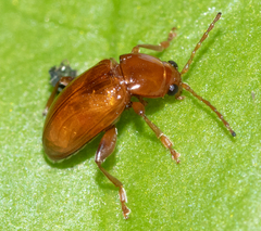 Neocrepidodera