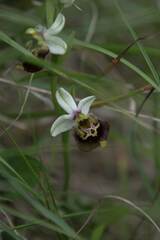 Ophrys fuciflora