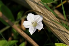 Ipomoea plebeia