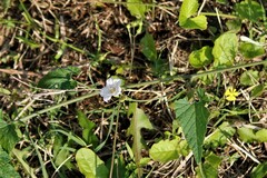 Ipomoea plebeia