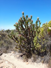 Protea compacta