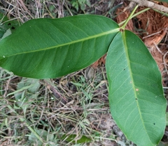 Syzygium samarangense