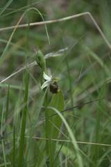 Ophrys fuciflora