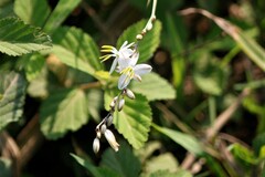 Chlorophytum saundersiae