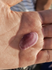 Tellinoidea