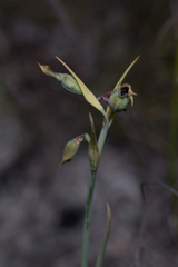 Orchidoideae