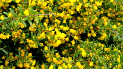 Acacia spathulifolia