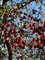 Crataegus laevigata