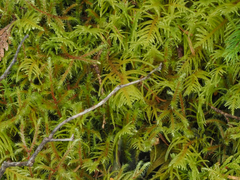 Kindbergia oregana