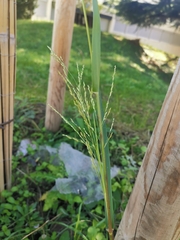 Panicum dichotomiflorum