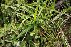 Chlorophytum saundersiae