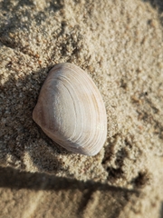 Meretrix