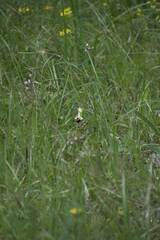 Ophrys fuciflora