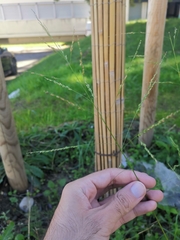 Panicum dichotomiflorum