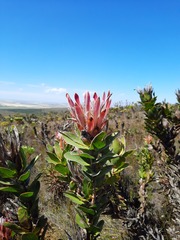 Protea compacta