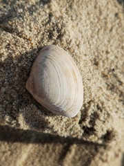 Meretrix