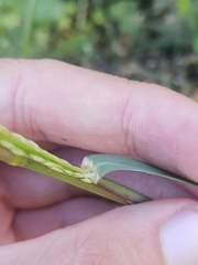Panicum dichotomiflorum