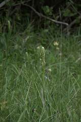Himantoglossum hircinum