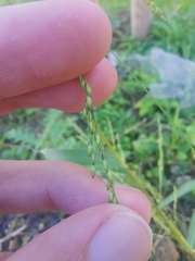 Panicum dichotomiflorum
