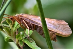 Limnephilus